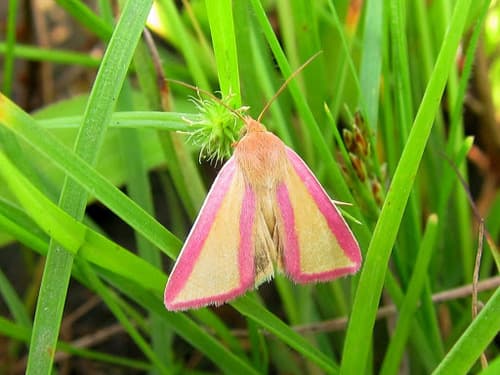 Crimson-and-gold moth