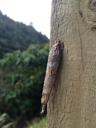 New Zealand Common Bag Moth