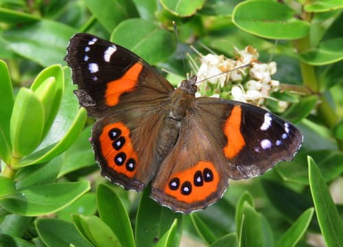 New Zealand Red Admiral