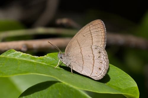 Nhambikuara cerradensis