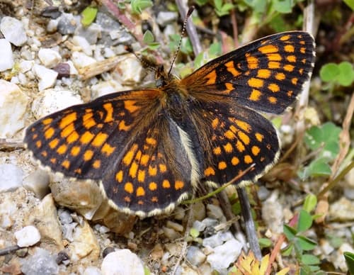 Nickerl's fritillary