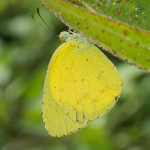 No-brand Grass-yellow