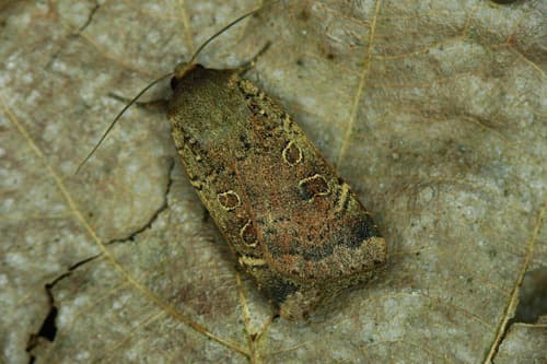 Lesser Yellow Underwing