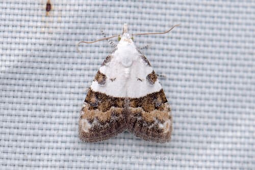 Lucidalis Nola Moth
