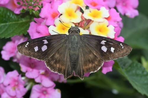 Silver-spotted Skipper