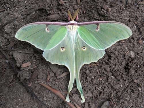 North American Luna Moth