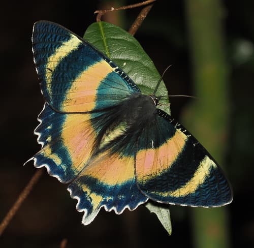 North Queensland Day Moth