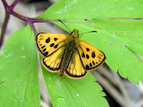 Northern Chequered Skipper