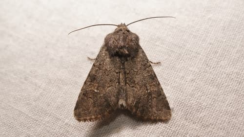Northern Deep-brown Dart