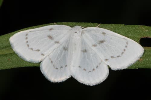 Northern Eudeilinia Moth