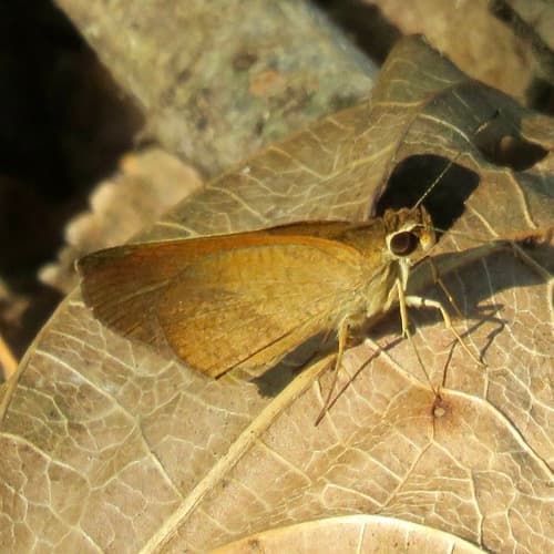 Northern Faceted Skipper