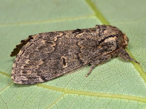 Northern Finned Prominent