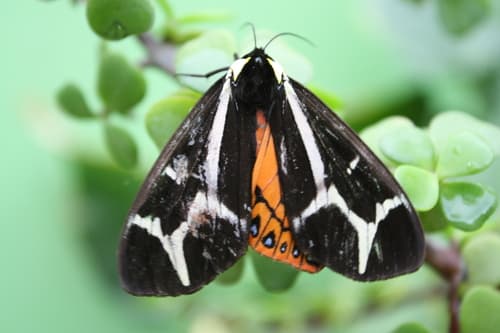 Northern Giant Flag Moth