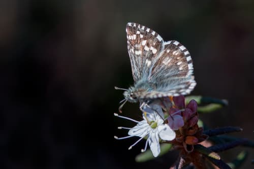 Northern Grizzled Skipper