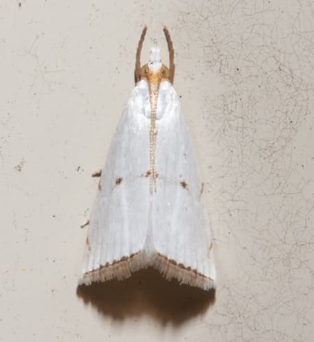 Northern Milky Argyria Moth