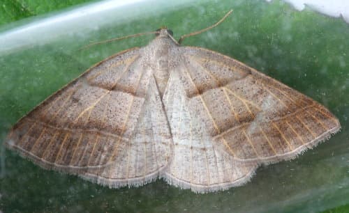 Northern Petrophora Moth