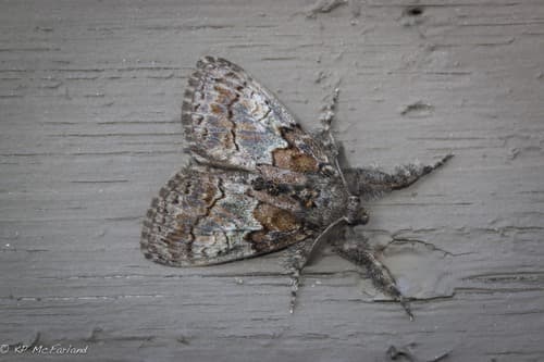 Northern Pine Tussock Moth