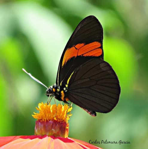 Northern Surprising-White