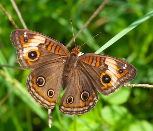 Northern Tropical Buckeye