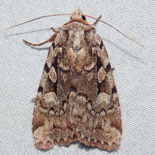 Northern Variable Dart