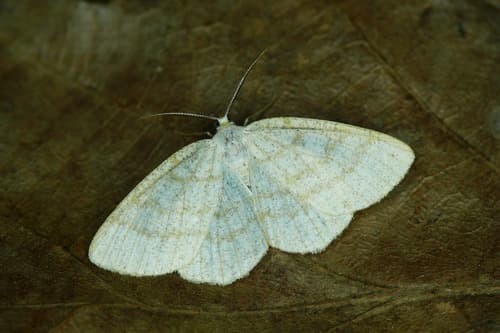 Northern Wave Moth