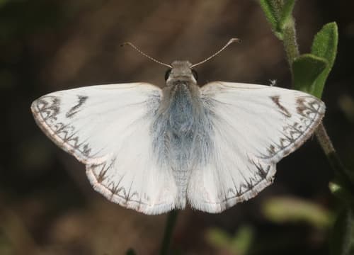 Northern White-Skipper