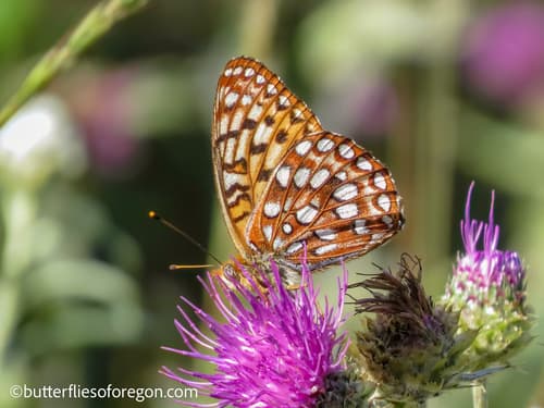 Northwestern Fritillary