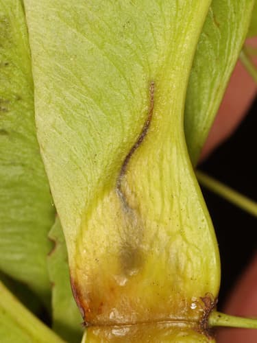 Norway Maple Pigmy Moth