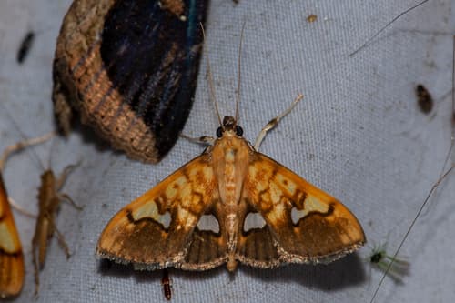 Nosophora semitritalis