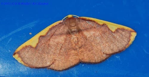 Yellow-bordered Looper