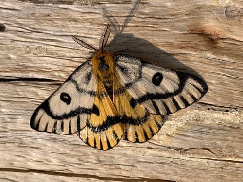 Nuttall's Sheep Moth