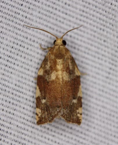 Oak Leafroller Moth