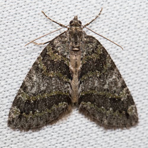 Oak Winter Highflier