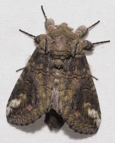 Oblique Heterocampa Moth