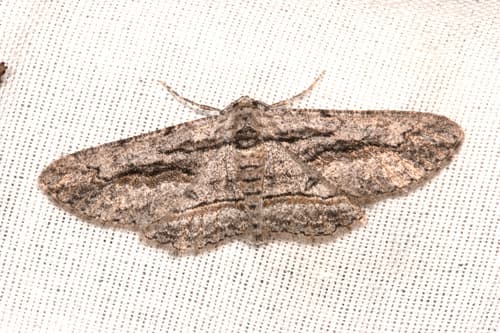 Oblique Looper Moth