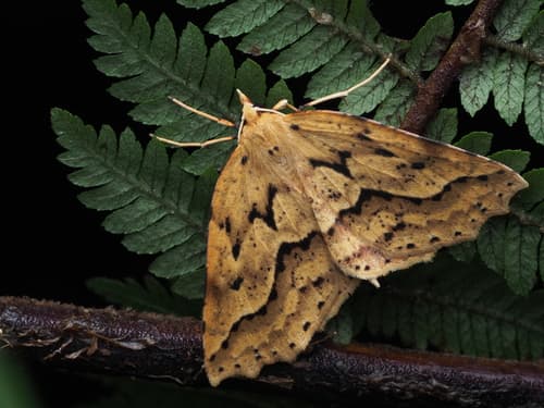 Oblique-Waved Fern Looper