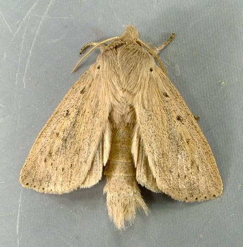 Oblong Sedge Borer Moth