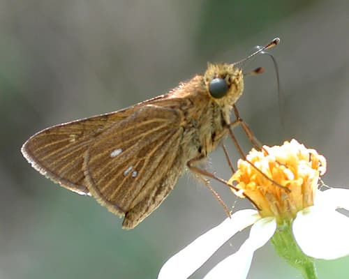 Obscure Skipper