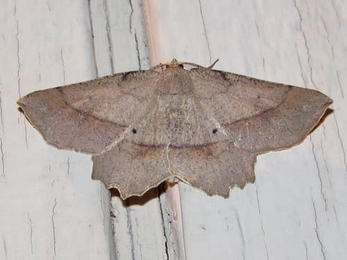 Ochre Euchlaena Moth