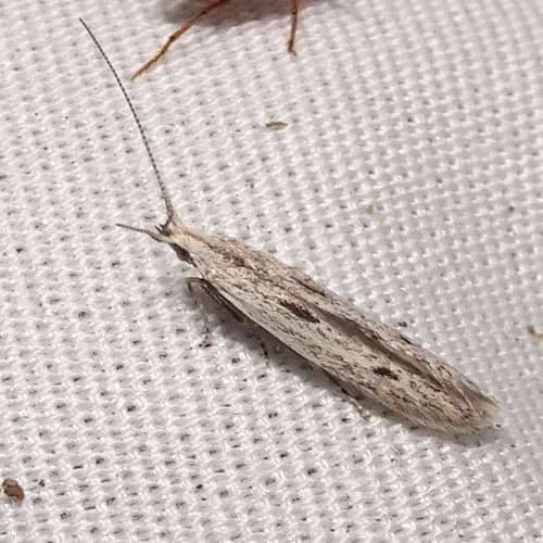 Octagonal Casemaker Moth