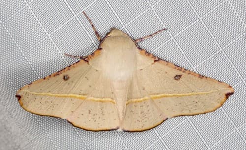 Pale Oenochroma