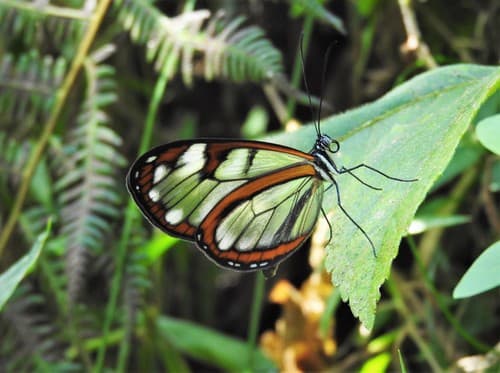 Padilla Glasswing