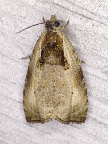 Olethreutes punctanum