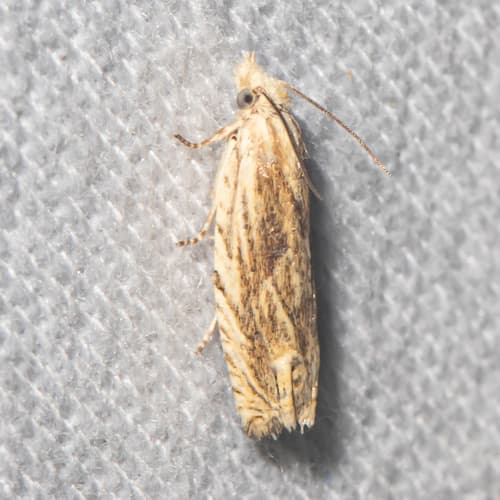 Olivaceous Eucosma Moth