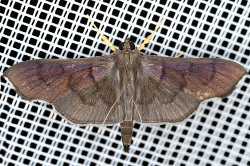 Omiodes humeralis