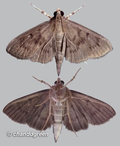 None widely recognized