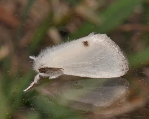 Omnivorous Tussock Moth