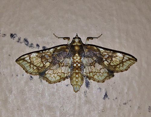 Sweet potato stem borer