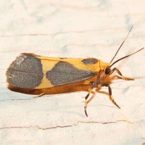 One-banded Lichen Moth
