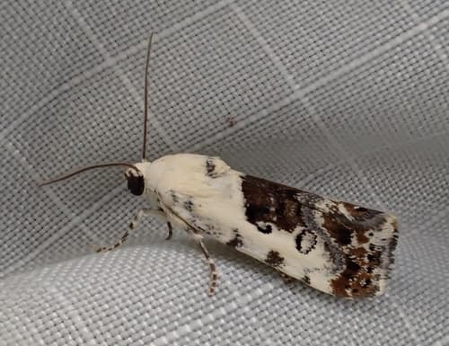 One-spotted Bird-dropping Moth